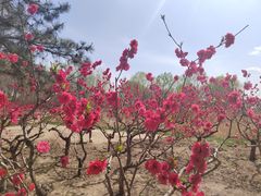 -大兴滨河森林公园