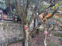 -普陀山慧济禅寺