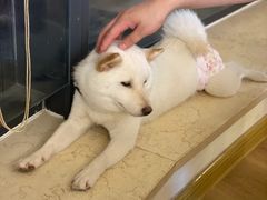-柴犬小屋·柴餐厅·狗咖食堂(金鼎广场店)