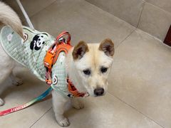 -艾贝尔宠物医院·狂犬免疫点(江山金象城店)