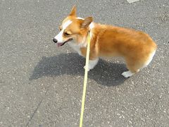 -宠福鑫康馨动物医院·骨科·眼科