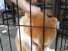 -柴犬高等学院·狗咖·柴犬售卖·宠物训练
