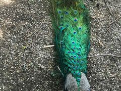 -北京麋鹿生态实验中心