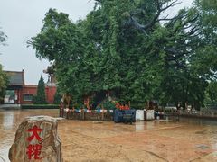 -大槐树寻根祭祖园