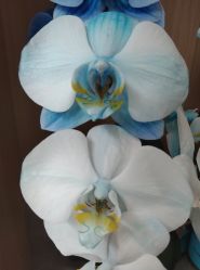 -颜蕾医美·黄金微针·水光·玻尿酸·超声炮