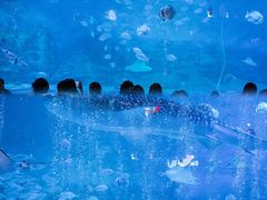 -烟台海昌鲸鲨海洋公园