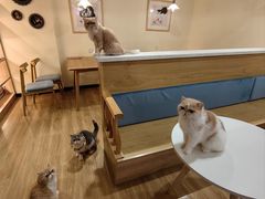 -滚猫咖啡·猫咖·猫友好撸猫(未来城店)