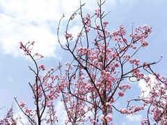 -天适樱花悠乐园