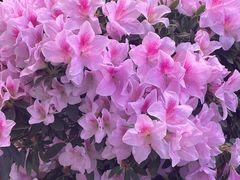 -花鸟鱼虫鲜花绿植市场(玉泉路店)