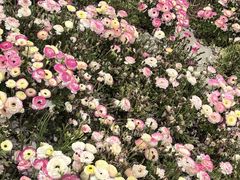 -上海鲜花港