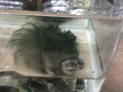 -李时珍纪念馆