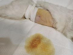 -恒幸动物医院·急重症转诊中心·神经内外科·CT核磁