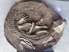 -西峡恐龙遗迹园