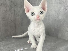 -小猫来了·猫舍(红山六九七九店)