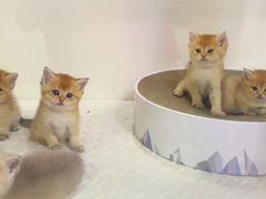 -青奢宠物·青奢猫舍