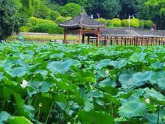 -龙头寺公园