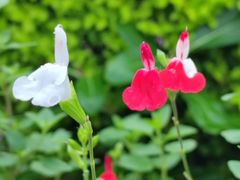 -山茶云南菜(永安里店)