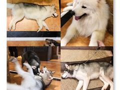 -more than meow吴止猫主题餐厅(承德 中船汇店)