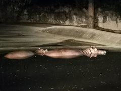 -清迈夜间动物园