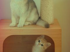 -东方名猫馆·英短金渐层布偶猫舍(环线广场1号楼店)