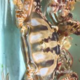 海鲜大世界，各种各样的新鲜海鲜有大闸蟹、象拔蚌、