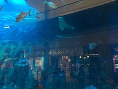 -迪拜水族馆及水下动物园