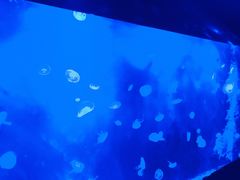 -暹罗海洋世界