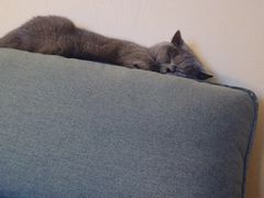 -猫大福·Fortune Cat猫舍(百子湾店)