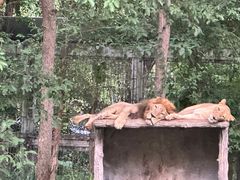 -清迈夜间动物园