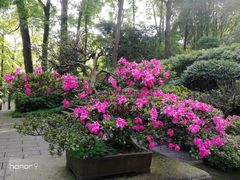 -南山植物园