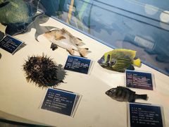 -烟台海昌鲸鲨海洋公园