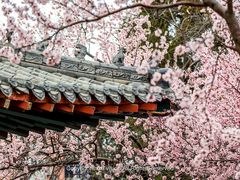 -桃花堤公园