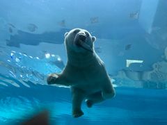 -帝企鹅自助餐厅•儿童岛•真企鹅(长隆企鹅酒店)