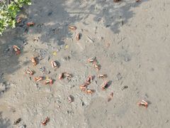 -北海金海湾红树林生态旅游区