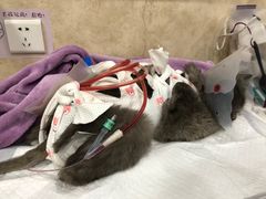 -宠爱国际动物医院· 猫科· 外科·中兽医(长白店)