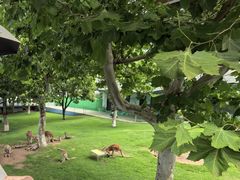 -西霞口神雕山野生动物世界