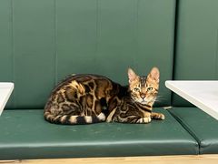 -安格丽娜·狗咖·猫咖羊驼咖(春熙路百盛商场店)