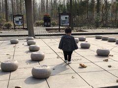 -合肥滨湖国家森林公园