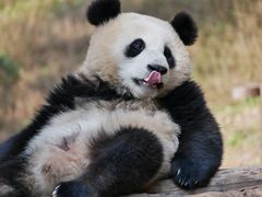 -都江堰中华大熊猫苑