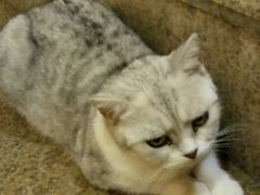 -more than meow吴止猫主题餐厅(承德 中船汇店)