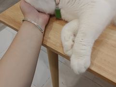 -楼上猫咖(罗湖店)