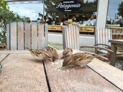iphone_upload_pic-Patagonia Chocolates(皇后镇店)