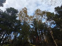 -汤旺河林海奇石景区