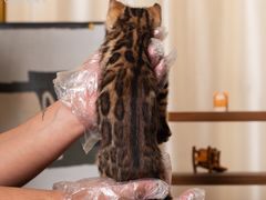 -小猫来了·猫舍(红山六九七九店)