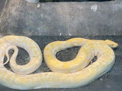 -上海昆虫博物馆