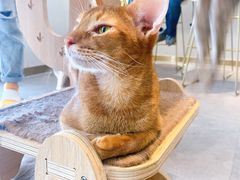 -飞行喵MR PILOT|猫舍·猫咖(静安大融城店)
