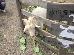 -前小桔亲子创意农场·草莓采摘·露营烧烤
