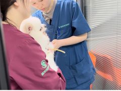 -伟伟宠物医院·CT影像中心·瑞派犬猫综合性门诊(汉口总院)