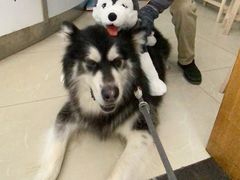 -爱侣宠医·鹦鹉专科·小型哺乳类·异宠专科(灵石路店)