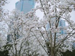 -陆家嘴中心绿地